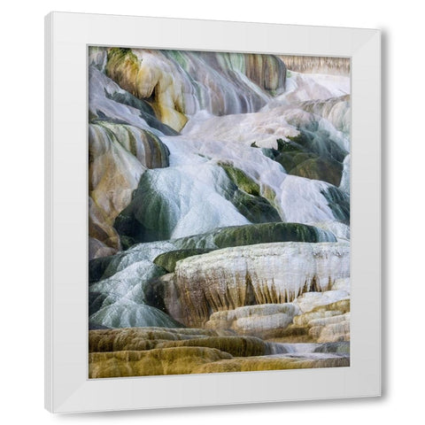 USA- Wyoming- Yellowstone National Park. Mammoth Hot Springs White Modern Wood Framed Art Print by Gulin, Darrell