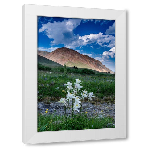 Columbine and small creek-Absaroka Mountains near Cody and Meeteetse-Wyoming-USA White Modern Wood Framed Art Print by Garber, Howie