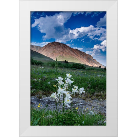 Columbine and small creek-Absaroka Mountains near Cody and Meeteetse-Wyoming-USA White Modern Wood Framed Art Print by Garber, Howie