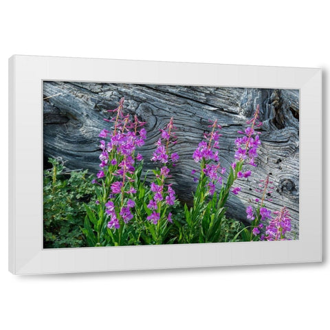 Fireweed wildflowers in Absaroka Mountains near Cody and Meeteetse-Wyoming-USA White Modern Wood Framed Art Print by Garber, Howie