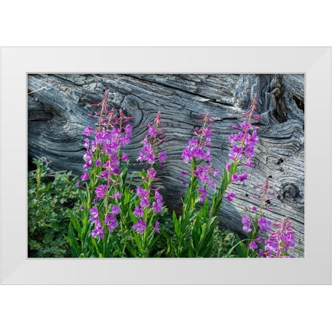Fireweed wildflowers in Absaroka Mountains near Cody and Meeteetse-Wyoming-USA White Modern Wood Framed Art Print by Garber, Howie