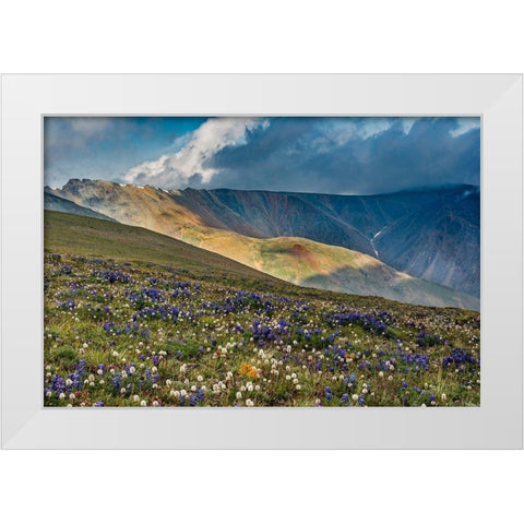 Lupine and Bistort wildflowers cover high alpine meadow-Absaroka Mountains White Modern Wood Framed Art Print by Garber, Howie