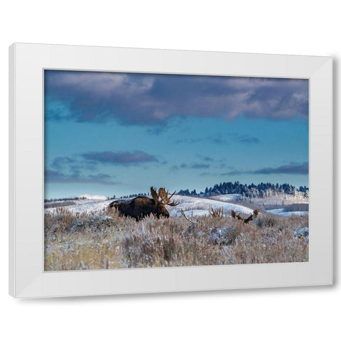Bull moose providing lookout for the group-Grand Teton National Park-Wyoming White Modern Wood Framed Art Print by Garber, Howie