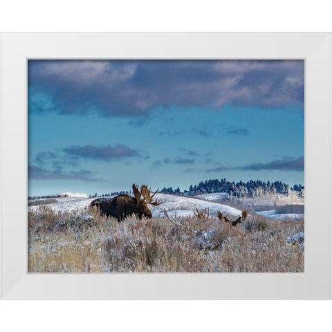 Bull moose providing lookout for the group-Grand Teton National Park-Wyoming White Modern Wood Framed Art Print by Garber, Howie