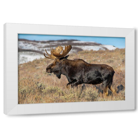 Portrait of Bull moose in sagebrush-Grand Teton National Park-Wyoming White Modern Wood Framed Art Print by Garber, Howie