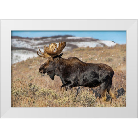 Portrait of Bull moose in sagebrush-Grand Teton National Park-Wyoming White Modern Wood Framed Art Print by Garber, Howie