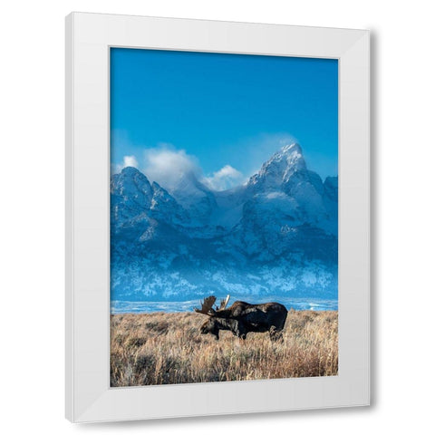 Bull moose portrait with Grand Teton Mountain and National Park in background-Wyoming White Modern Wood Framed Art Print by Garber, Howie