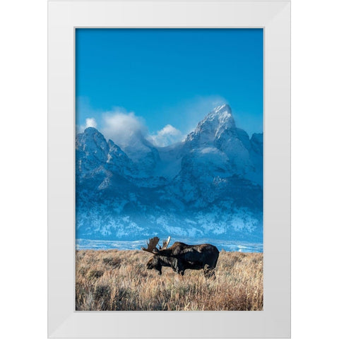 Bull moose portrait with Grand Teton Mountain and National Park in background-Wyoming White Modern Wood Framed Art Print by Garber, Howie