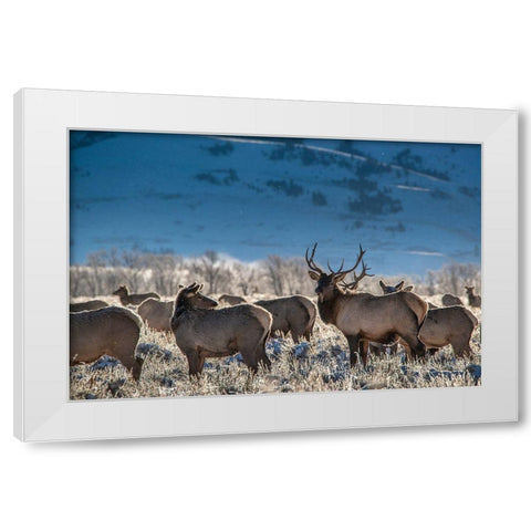 Bull elk towers over his harem of four females Grand Teton National Park-Wyoming White Modern Wood Framed Art Print by Garber, Howie