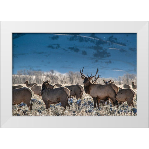 Bull elk towers over his harem of four females Grand Teton National Park-Wyoming White Modern Wood Framed Art Print by Garber, Howie