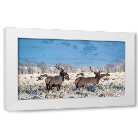 Two Bull elk graze in sagebrush-Grand Teton National Park-Wyoming White Modern Wood Framed Art Print by Garber, Howie