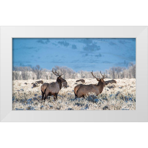Two Bull elk graze in sagebrush-Grand Teton National Park-Wyoming White Modern Wood Framed Art Print by Garber, Howie