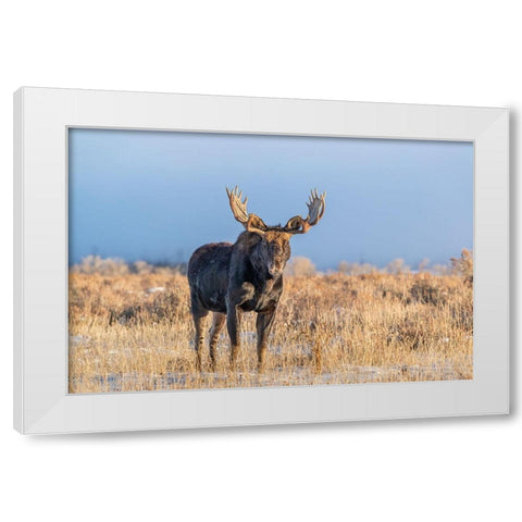 Eye contact from Bull Moose-Grand Teton National Park-Wyoming White Modern Wood Framed Art Print by Garber, Howie