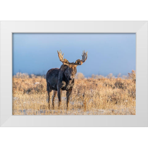 Eye contact from Bull Moose-Grand Teton National Park-Wyoming White Modern Wood Framed Art Print by Garber, Howie