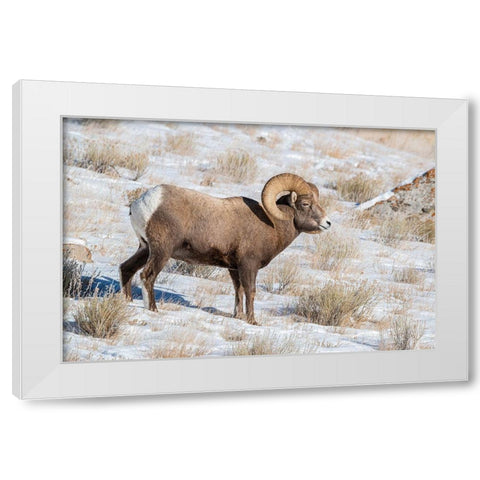 Large Bighorn Ram grazing in meadow-National elk Reserve near Grand Teton National Park-Wyoming White Modern Wood Framed Art Print by Garber, Howie