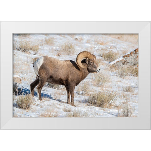 Large Bighorn Ram grazing in meadow-National elk Reserve near Grand Teton National Park-Wyoming White Modern Wood Framed Art Print by Garber, Howie