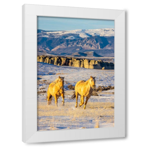 USA- Wyoming. Hideout Horse Ranch- horses in snow. White Modern Wood Framed Art Print by Looney, Hollice