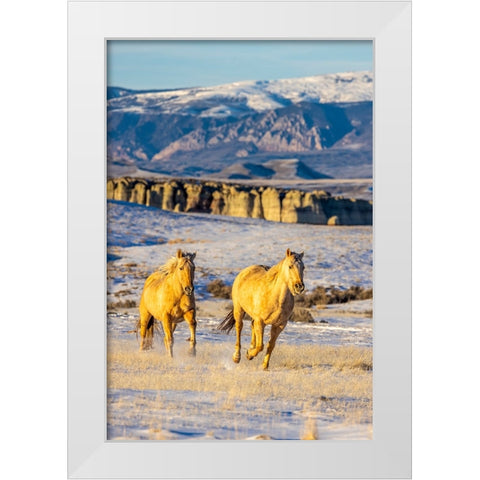 USA- Wyoming. Hideout Horse Ranch- horses in snow. White Modern Wood Framed Art Print by Looney, Hollice