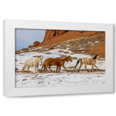 USA- Wyoming. Hideout Horse Ranch- horses in snow. White Modern Wood Framed Art Print by Looney, Hollice