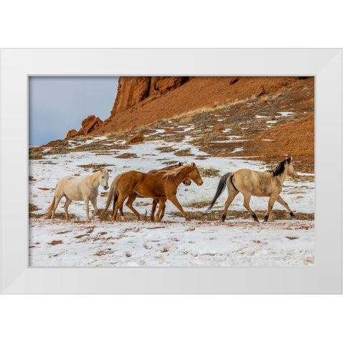 USA- Wyoming. Hideout Horse Ranch- horses in snow. White Modern Wood Framed Art Print by Looney, Hollice