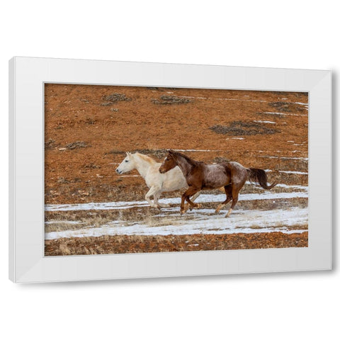 USA- Wyoming. Hideout Horse Ranch- horses in snow. White Modern Wood Framed Art Print by Looney, Hollice