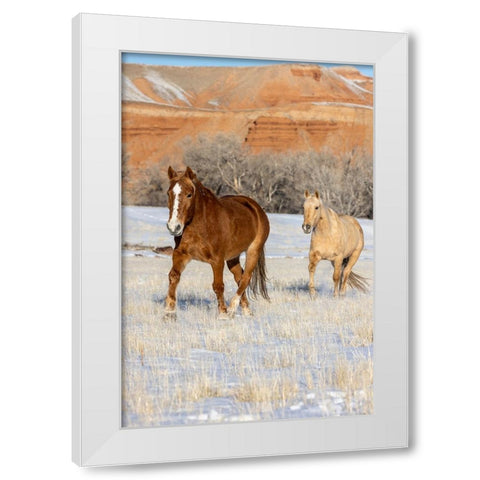 USA- Wyoming. Hideout Horse Ranch- horses in snow. White Modern Wood Framed Art Print by Looney, Hollice