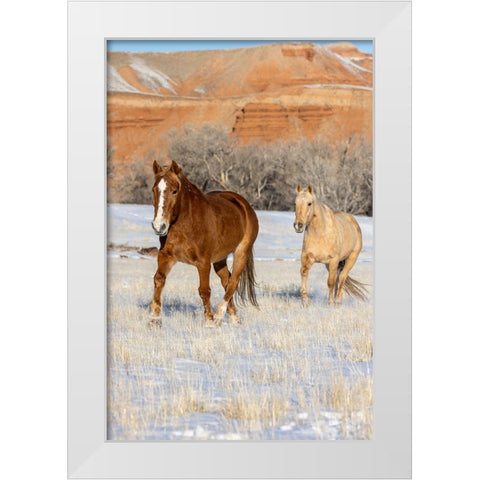 USA- Wyoming. Hideout Horse Ranch- horses in snow. White Modern Wood Framed Art Print by Looney, Hollice