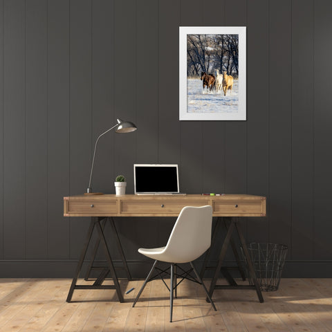 USA- Wyoming. Hideout Ranch- horses running. White Modern Wood Framed Art Print by Looney, Hollice