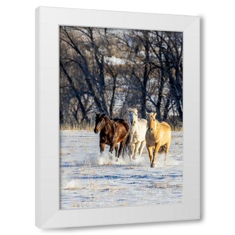 USA- Wyoming. Hideout Ranch- horses running. White Modern Wood Framed Art Print by Looney, Hollice
