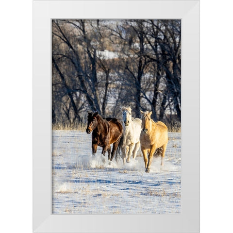 USA- Wyoming. Hideout Ranch- horses running. White Modern Wood Framed Art Print by Looney, Hollice
