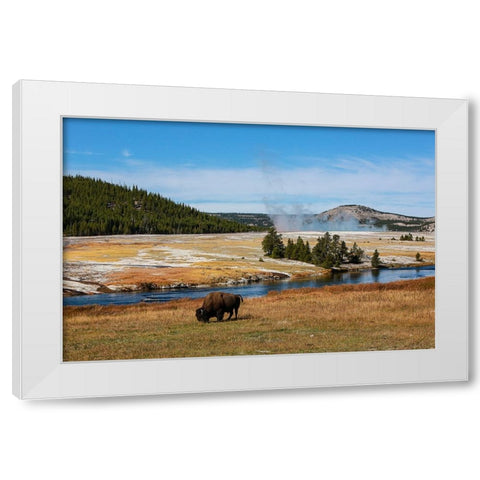 Yellowstone National Park-USA-Wyoming Buffalo and Old Faithful White Modern Wood Framed Art Print by Sienda, Jolly