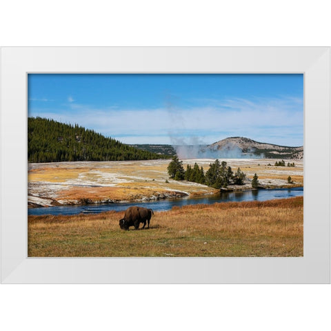 Yellowstone National Park-USA-Wyoming Buffalo and Old Faithful White Modern Wood Framed Art Print by Sienda, Jolly
