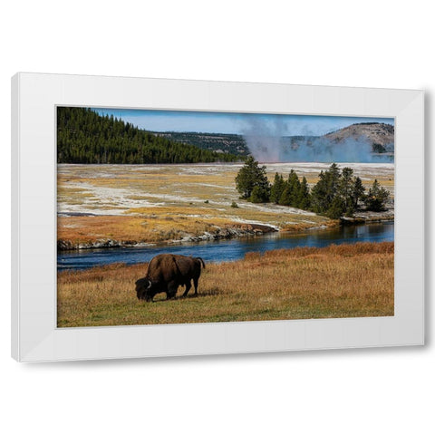 Yellowstone National Park-USA-Wyoming Buffalo and Old Faithful White Modern Wood Framed Art Print by Sienda, Jolly