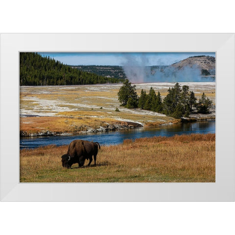 Yellowstone National Park-USA-Wyoming Buffalo and Old Faithful White Modern Wood Framed Art Print by Sienda, Jolly