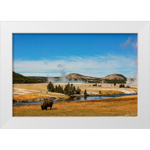 Yellowstone National Park-USA-Bison-buffalo-Steam-Old Faithful-Yellowstone River White Modern Wood Framed Art Print by Sienda, Jolly