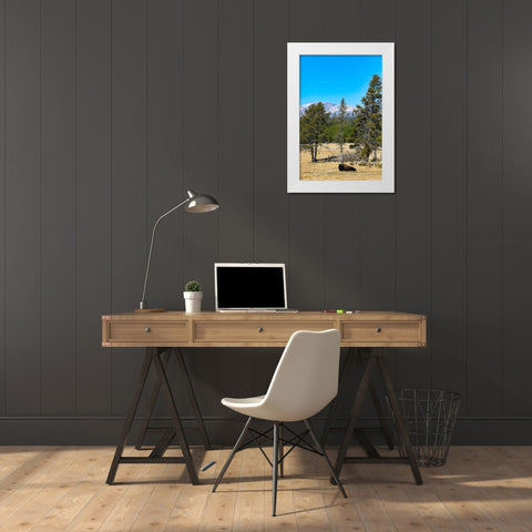 Yellowstone National Park-Wyoming-USA Buffalo White Modern Wood Framed Art Print by Sienda, Jolly