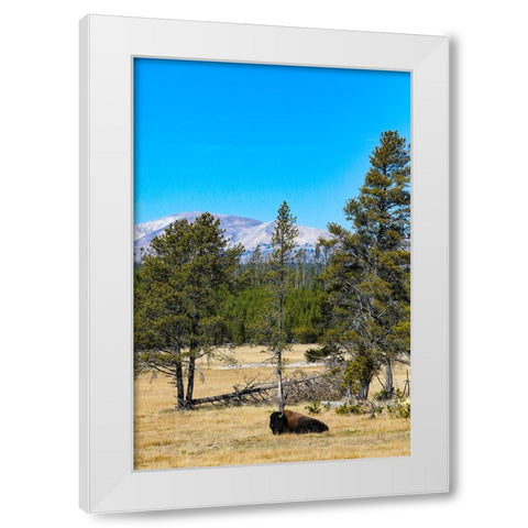Yellowstone National Park-Wyoming-USA Buffalo White Modern Wood Framed Art Print by Sienda, Jolly