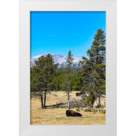 Yellowstone National Park-Wyoming-USA Buffalo White Modern Wood Framed Art Print by Sienda, Jolly