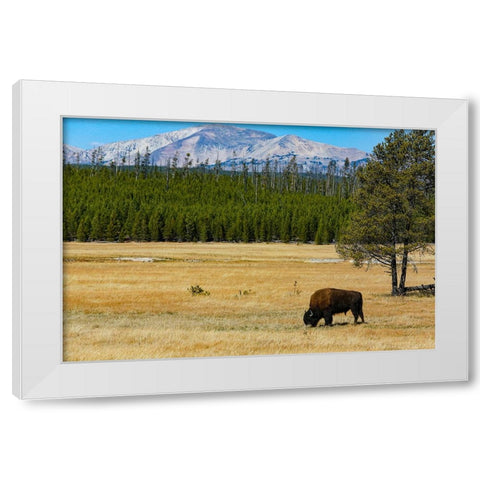 Yellowstone National Park-Wyoming-USA Buffalo White Modern Wood Framed Art Print by Sienda, Jolly