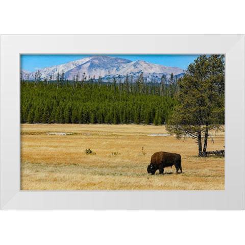 Yellowstone National Park-Wyoming-USA Buffalo White Modern Wood Framed Art Print by Sienda, Jolly