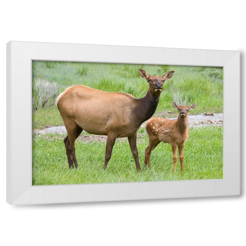 WY-Yellowstone National Park-Elk calf and mother White Modern Wood Framed Art Print by Wild, Jamie and Judy