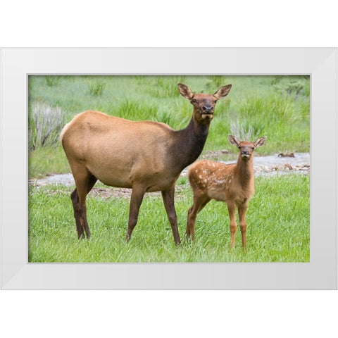 WY-Yellowstone National Park-Elk calf and mother White Modern Wood Framed Art Print by Wild, Jamie and Judy