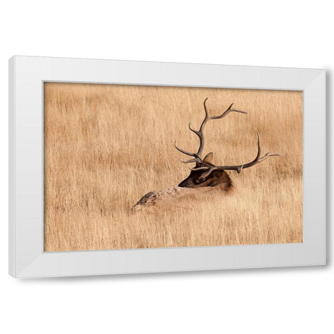 WY-Yellowstone National Park-Bull Elk-in meadow-(Cervus elaphus) White Modern Wood Framed Art Print by Wild, Jamie and Judy