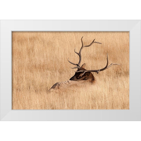 WY-Yellowstone National Park-Bull Elk-in meadow-(Cervus elaphus) White Modern Wood Framed Art Print by Wild, Jamie and Judy