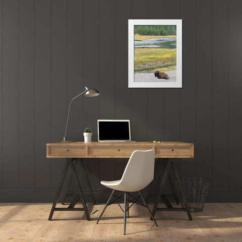 Wyoming- Yellowstone National Park. Mature Bull Bison White Modern Wood Framed Art Print by Wild, Jamie and Judy