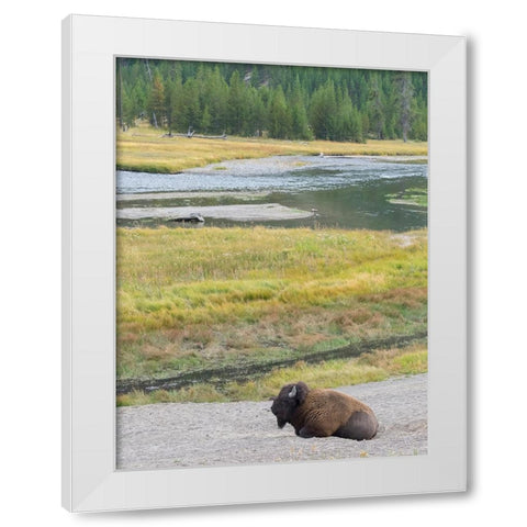 Wyoming- Yellowstone National Park. Mature Bull Bison White Modern Wood Framed Art Print by Wild, Jamie and Judy