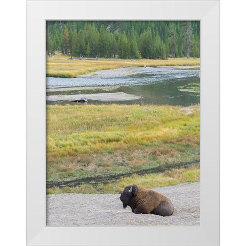 Wyoming- Yellowstone National Park. Mature Bull Bison White Modern Wood Framed Art Print by Wild, Jamie and Judy