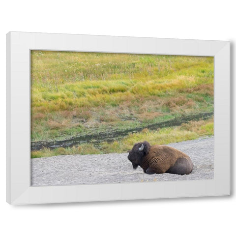 Wyoming- Yellowstone National Park. Mature Bull Bison White Modern Wood Framed Art Print by Wild, Jamie and Judy