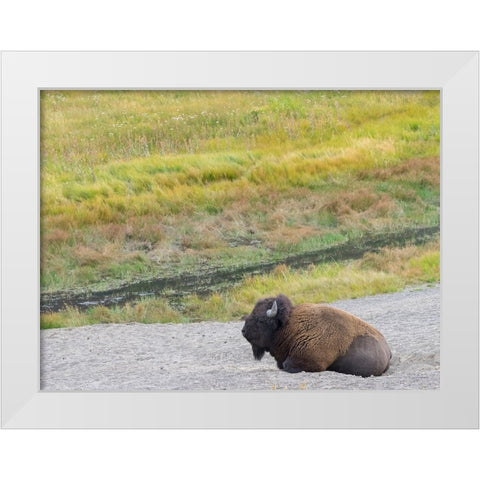 Wyoming- Yellowstone National Park. Mature Bull Bison White Modern Wood Framed Art Print by Wild, Jamie and Judy