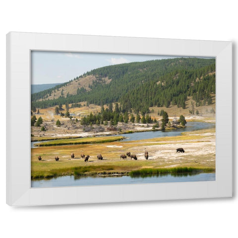 Wyoming- Yellowstone National Park. Bison herd and Firehole River White Modern Wood Framed Art Print by Wild, Jamie and Judy